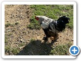 CHICKEN ROAMING